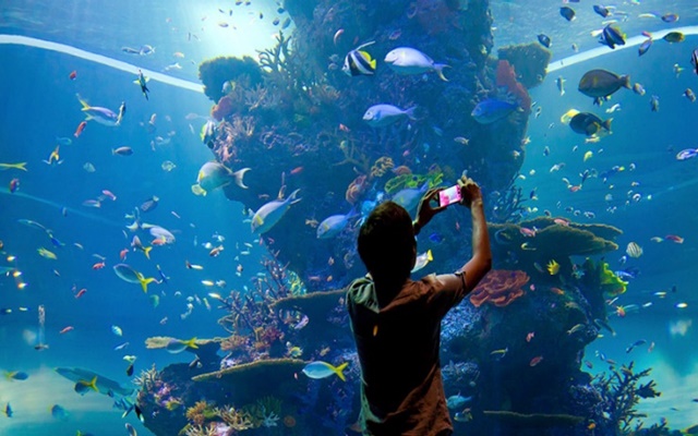 Khám phá thế giới diệu kỳ tại S.E.A Aquarium khi du lịch Singapore