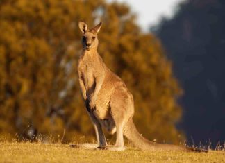 Hành trình thú vị cùng Du Lịch Việt khám phá nước Úc Hành trình thú vị cùng Du Lịch Việt khám phá nước Úc